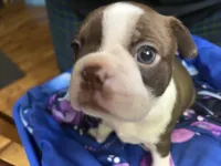 Lu - Lu, a female Boston Terrier for sale in Big Stone Gap, VA – 2 of 2