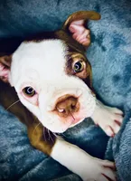 Sweet Pea, a male Boston Terrier for sale in Big Stone Gap, VA – 1 of 8