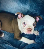 Sweet Pea, a male Boston Terrier for sale in Big Stone Gap, VA – 2 of 8