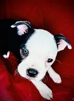 Dumplin, a female Boston Terrier for sale in Big Stone Gap, VA – 2 of 7