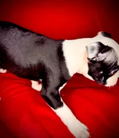 Dumplin, a female Boston Terrier for sale in Big Stone Gap, VA – 7 of 7