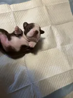 Princess , a female Boston Terrier for sale in Big Stone Gap, VA – 8 of 8
