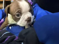 Diamond, a female Boston Terrier for sale in Big Stone Gap, VA – 3 of 5