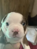 Sweet Pea, a male Boston Terrier for sale in Big Stone Gap, VA – 2 of 4