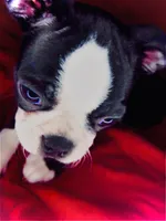 Princess , a female Boston Terrier for sale in Big Stone Gap, VA – 2 of 6