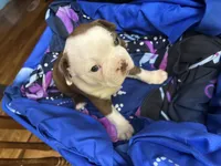 Sweet Pea, a male Boston Terrier for sale in Big Stone Gap, VA – 4 of 4