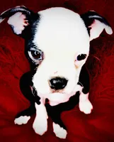 Dumplin, a female Boston Terrier for sale in Big Stone Gap, VA – 4 of 7