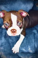 Lu - Lu, a female Boston Terrier for sale in Big Stone Gap, VA – 1 of 4