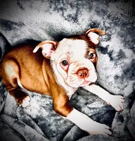 Sweet Pea, a male Boston Terrier for sale in Big Stone Gap, VA – 3 of 8