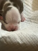 Sweet Pea, a male Boston Terrier for sale in Big Stone Gap, VA – 3 of 4