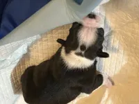 Princess , a female Boston Terrier for sale in Big Stone Gap, VA – 5 of 8