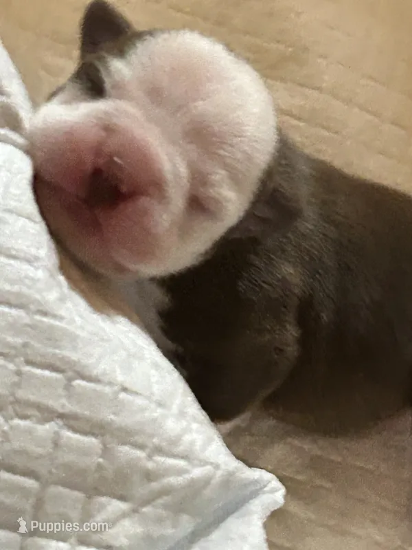 Sweet Pea – Boston Terrier puppy for sale in Big Stone Gap, VA