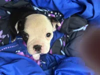 Dumplin, a female Boston Terrier for sale in Big Stone Gap, VA – 2 of 2