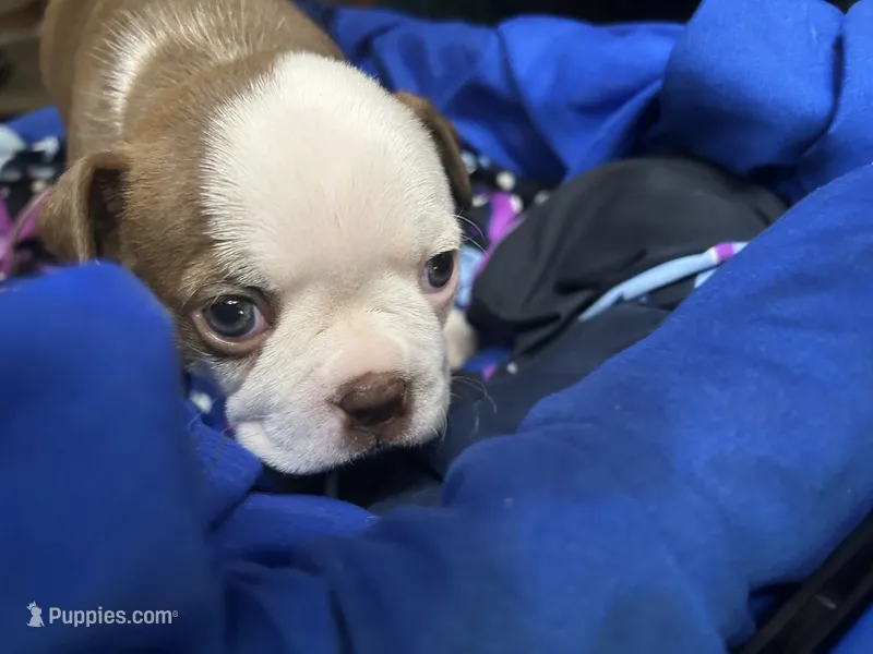 Layla – Boston Terrier puppy for sale in Big Stone Gap, VA