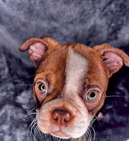 Lu - Lu, a female Boston Terrier for sale in Big Stone Gap, VA – 2 of 4