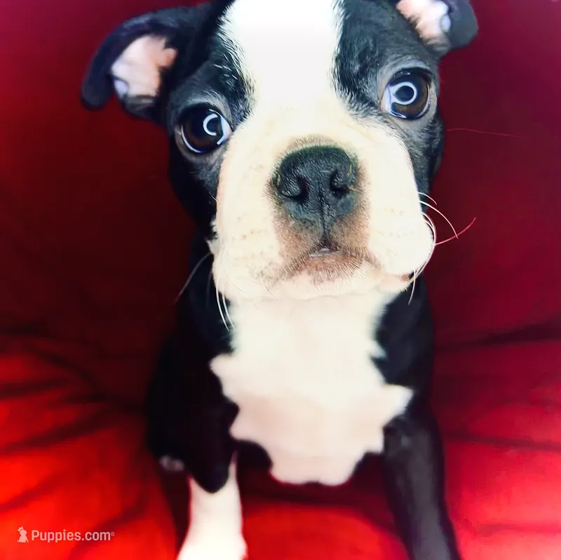 Princess  – Boston Terrier puppy for sale in Big Stone Gap, VA