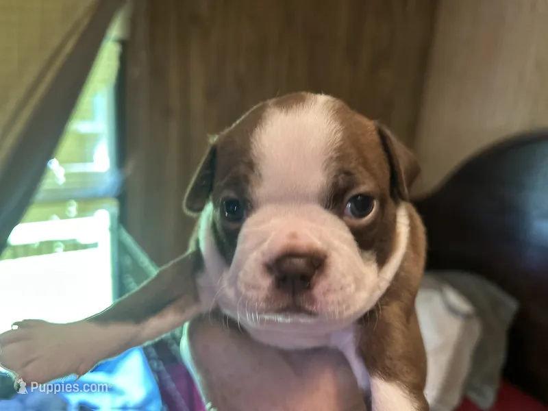 Diamond – Boston Terrier puppy for sale in Big Stone Gap, VA