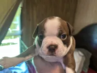 Diamond, a female Boston Terrier for sale in Big Stone Gap, VA – 1 of 5