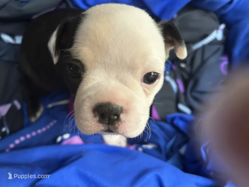 Dumplin – Boston Terrier puppy for sale in Big Stone Gap, VA
