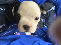 Dumplin, a female Boston Terrier for sale in Big Stone Gap, VA – 1 of 2