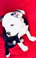 Dumplin, a female Boston Terrier for sale in Big Stone Gap, VA – 3 of 7