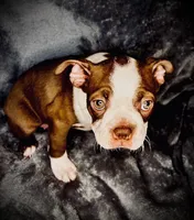 Diamond, a female Boston Terrier for sale in Big Stone Gap, VA – 2 of 5