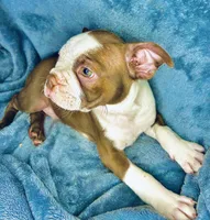 Sweet Pea, a male Boston Terrier for sale in Big Stone Gap, VA – 4 of 8