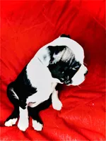 Dumplin, a female Boston Terrier for sale in Big Stone Gap, VA – 5 of 7