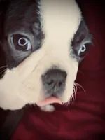 Princess , a female Boston Terrier for sale in Big Stone Gap, VA – 3 of 6