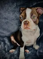 Lu - Lu, a female Boston Terrier for sale in Big Stone Gap, VA – 4 of 4