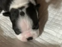 Princess , a female Boston Terrier for sale in Big Stone Gap, VA – 2 of 8