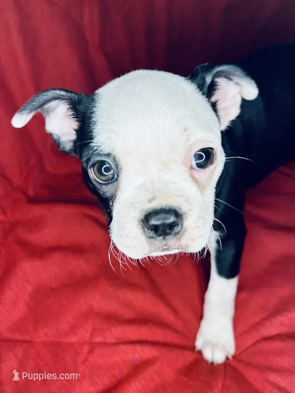Dumplin – Boston Terrier puppy for sale in Big Stone Gap, VA
