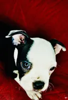 Dumplin, a female Boston Terrier for sale in Big Stone Gap, VA – 6 of 7