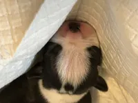 Princess , a female Boston Terrier for sale in Big Stone Gap, VA – 4 of 8