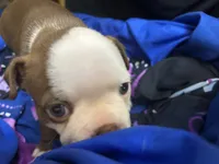 Diamond, a female Boston Terrier for sale in Big Stone Gap, VA – 5 of 5