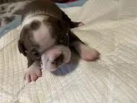 Diamond, a female Boston Terrier for sale in Big Stone Gap, VA – 4 of 5