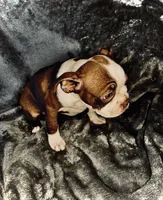 Diamond, a female Boston Terrier for sale in Big Stone Gap, VA – 4 of 5