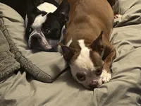 Princess , a female Boston Terrier for sale in Big Stone Gap, VA – 6 of 8