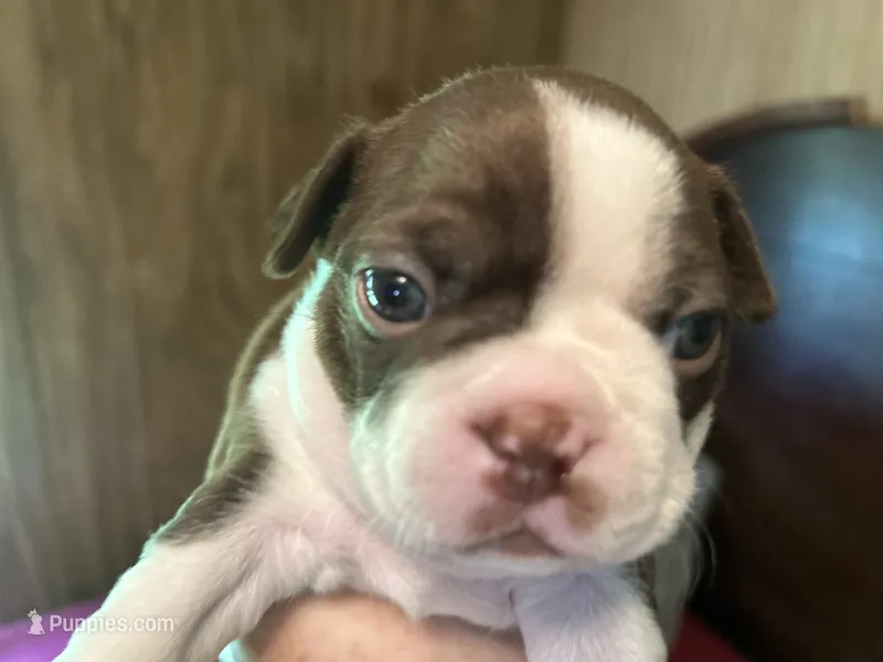 Lu - Lu – Boston Terrier puppy for sale in Big Stone Gap, VA