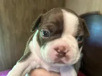 Lu - Lu, a female Boston Terrier for sale in Big Stone Gap, VA – 1 of 2