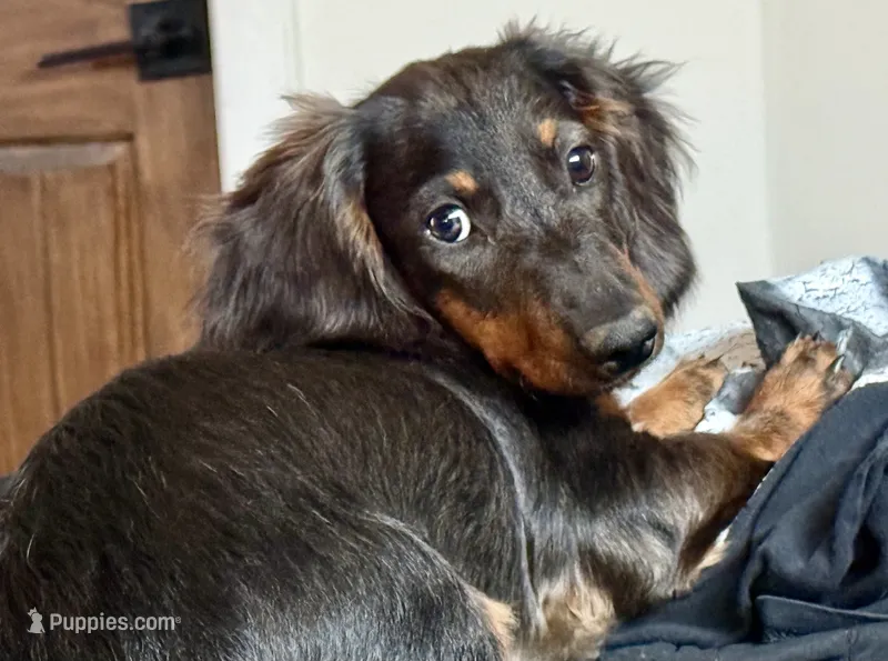 Mr Handsome  – Miniature Dachshund puppy for sale in Cypress, CA