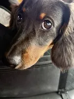 Mr Handsome , a male Miniature Dachshund for sale in Cypress, CA – 2 of 10