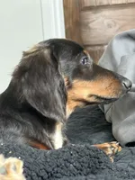 Mr Handsome , a male Miniature Dachshund for sale in Cypress, CA – 3 of 10