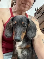 Mr Handsome , a male Miniature Dachshund for sale in Cypress, CA – 9 of 10