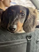Mr Handsome , a male Miniature Dachshund for sale in Cypress, CA – 6 of 10