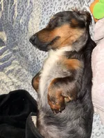Mr Handsome , a male Miniature Dachshund for sale in Cypress, CA – 4 of 10
