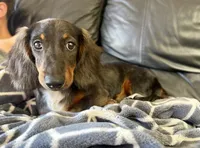 Mr Handsome , a male Miniature Dachshund for sale in Cypress, CA – 10 of 10