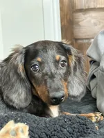 Mr Handsome , a male Miniature Dachshund for sale in Cypress, CA – 5 of 10