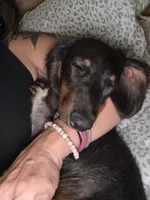 Mr Handsome , a male Miniature Dachshund for sale in Cypress, CA – 7 of 10