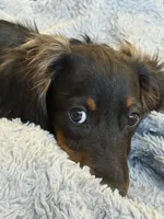 Mr Handsome , a male Miniature Dachshund for sale in Cypress, CA – 8 of 10